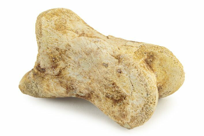 Fossil Toe Bone - Kem Kem Beds, Morocco #241029